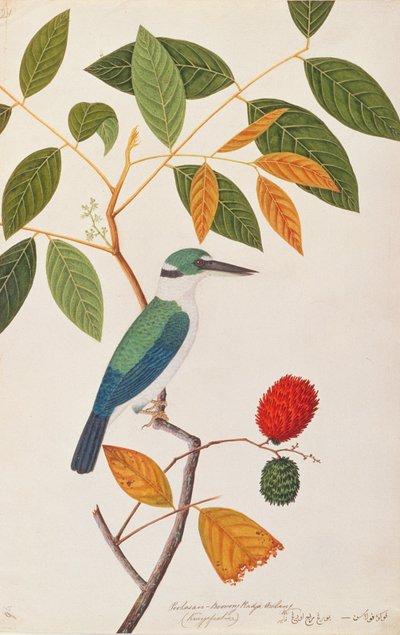 Collared Kingfisher, from Drawings of Birds from Malacca, c.1805-18 by Chinese School